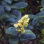 Davilla nitida Çiçek