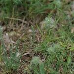 Trifolium angustifolium Blomma