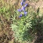 Lupinus angustifolius पत्ता