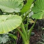 Alocasia odora Pokrój