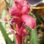 Anigozanthos flavidus Flower