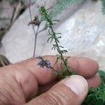 Anarrhinum bellidifolium Цвят