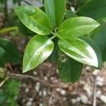 Rhododendron minus Leaf