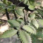 Zelkova carpinifolia Leaf