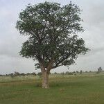 Sterculia setigera Hábito