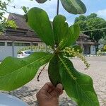 Terminalia catappa 葉