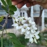 Robinia viscosa Çiçek