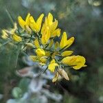 Ulex parviflorusBlüte