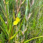 Philydrum lanuginosum Flower