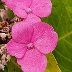 Hydrangea serrata Кветка