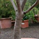 Leucadendron laureolum പുറംതൊലി