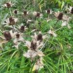 Eryngium giganteum Habitus