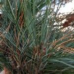 Pinus monticola Hoja