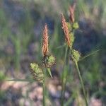 Carex tomentosa Kvet