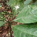 Psychotria leptophylla Owoc