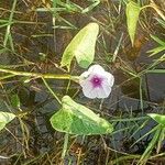 Ipomoea aquatica Flower