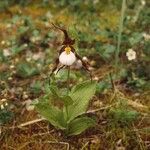 Cypripedium montanum Συνήθη χαρακτηριστικά