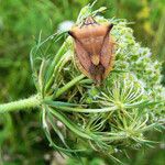 Daucus carota Frucht