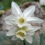 Narcissus triandrus Cvet