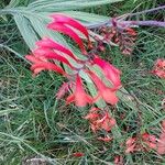 Crocosmia paniculata 花