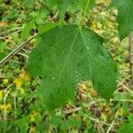 Acer saccharum برگ