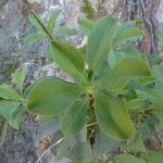 Linum campanulatum Other