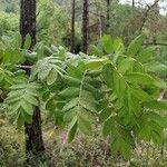 Sorbus domestica ഇല