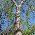 Populus deltoides Escorça