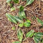 Goodyera oblongifolia Leaf