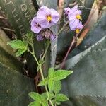 Solanum umbelliferum 花