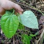 Aristolochia goudotii