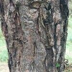 Pinus rigida Bark