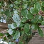 Azara microphylla Hoja