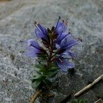 Veronica nummularia 形態