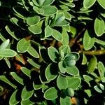 Salix serpillifolia Blad