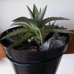 Dyckia brevifolia Лист