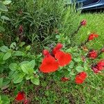 Salvia microphyllaFlower