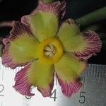 Prestonia portobellensis Fleur