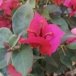 Bougainvillea glabra花