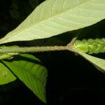 Justicia refractifolia পাতা