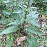 Scrophularia auriculata ഇല