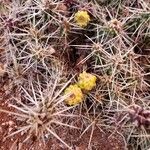 Cylindropuntia whipplei फूल