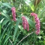 Persicaria maculosaLeaf