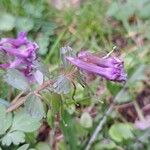 Corydalis × hausmannii Flower