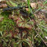 Drosera brevifolia Агульны выгляд