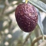 Olea europaea Fruit