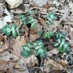 Hydrophyllum virginianum Hoja