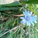 Cichorium endiviaFlower