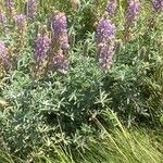 Lupinus formosus Flor