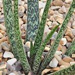 Aloe albiflora Folla